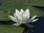 FZ029327 White water-lily (Nymphaea alba) at Bosherston lily ponds.jpg